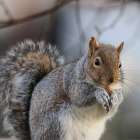 USA, Washington State, Seabeck. Close-up of grey squirrel eating. Art Print